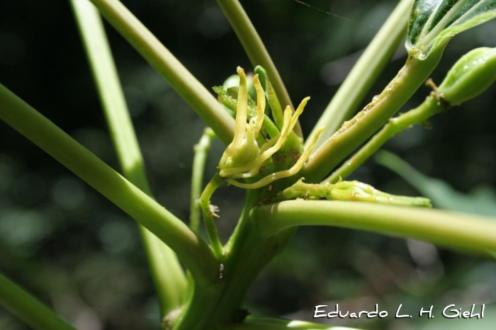 Vasconcellea quercifolia