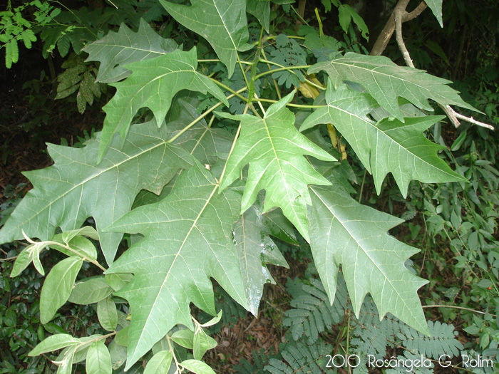 Vasconcellea quercifolia