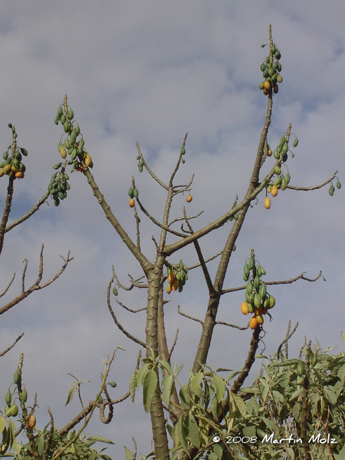 Vasconcellea quercifolia