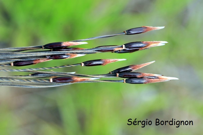 Stipa melanosperma