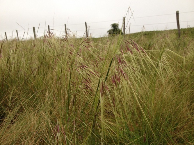 Stipa melanosperma