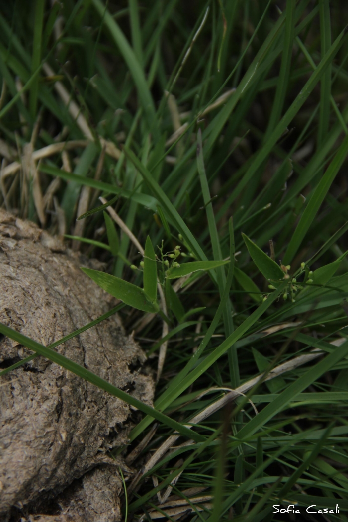 Dichanthelium sabulorum