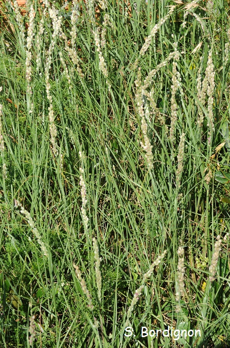 Panicum racemosum