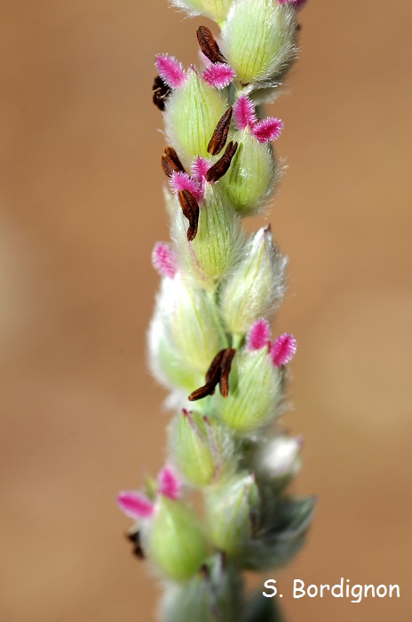 Panicum racemosum