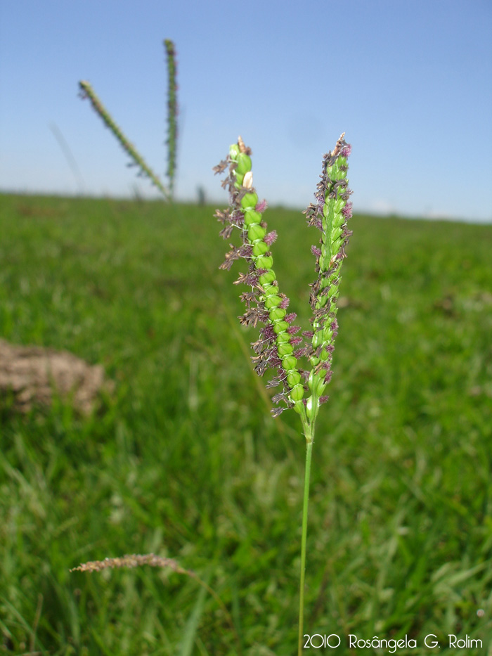 Paspalum notatum