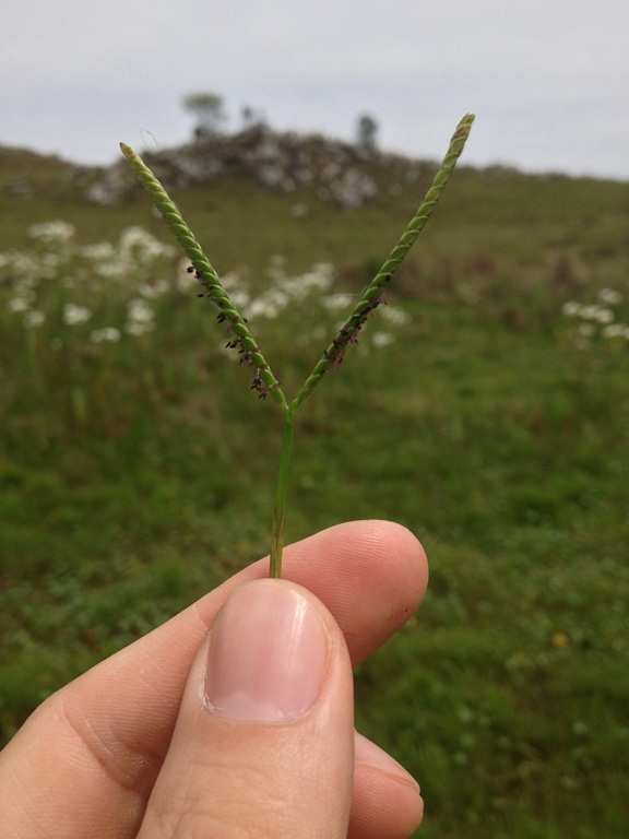 Paspalum pumilum