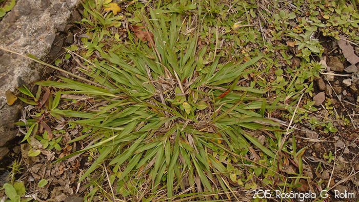 Paspalum pumilum