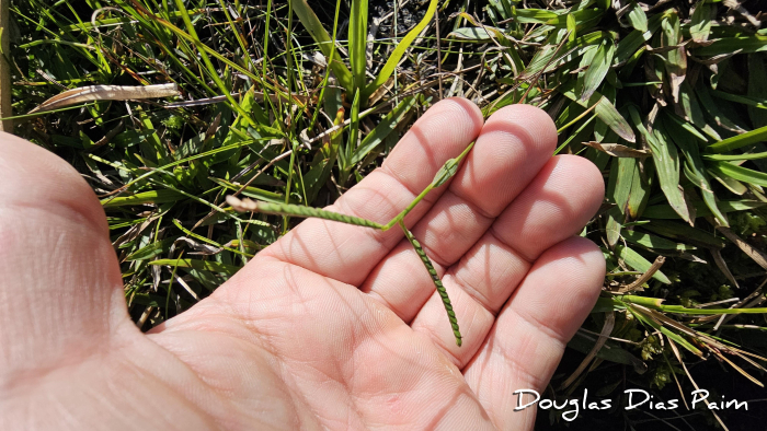Paspalum pumilum