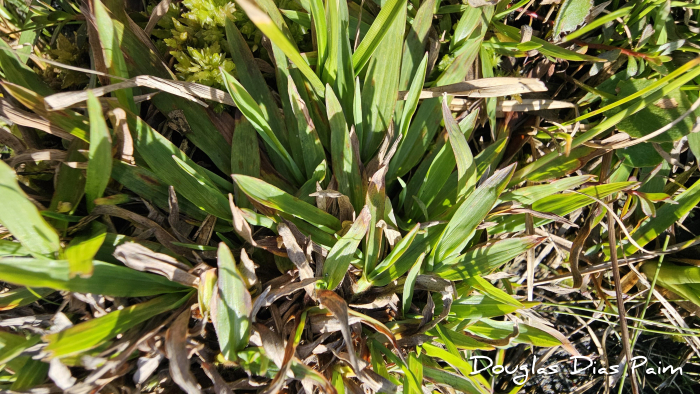 Paspalum pumilum