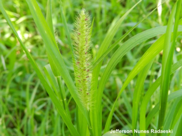 Setaria parviflora