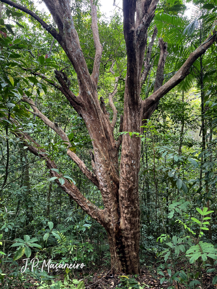 Plinia peruviana