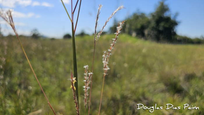 Andropogon bicornis