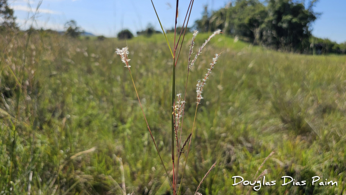 Andropogon bicornis