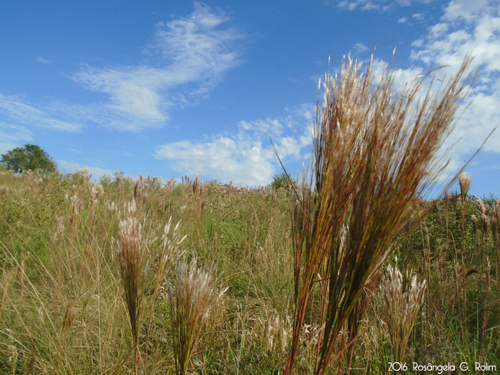 Andropogon bicornis