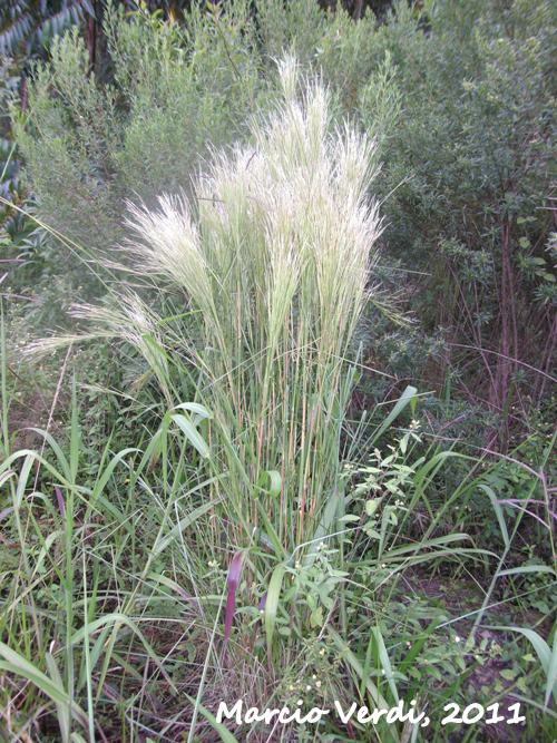 Andropogon bicornis