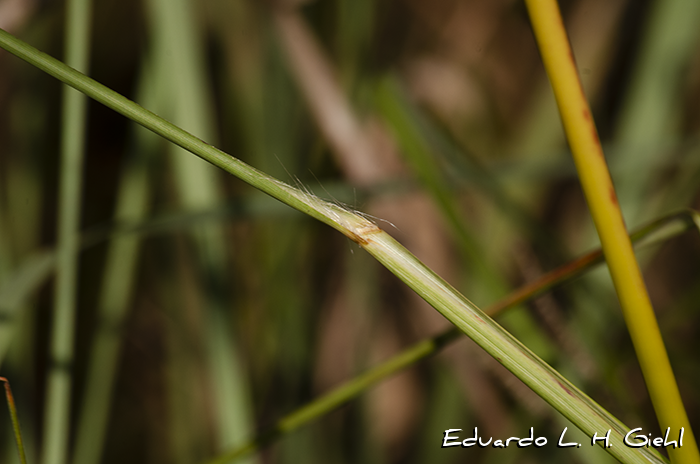 Andropogon bicornis