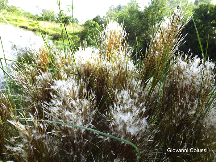 Andropogon bicornis