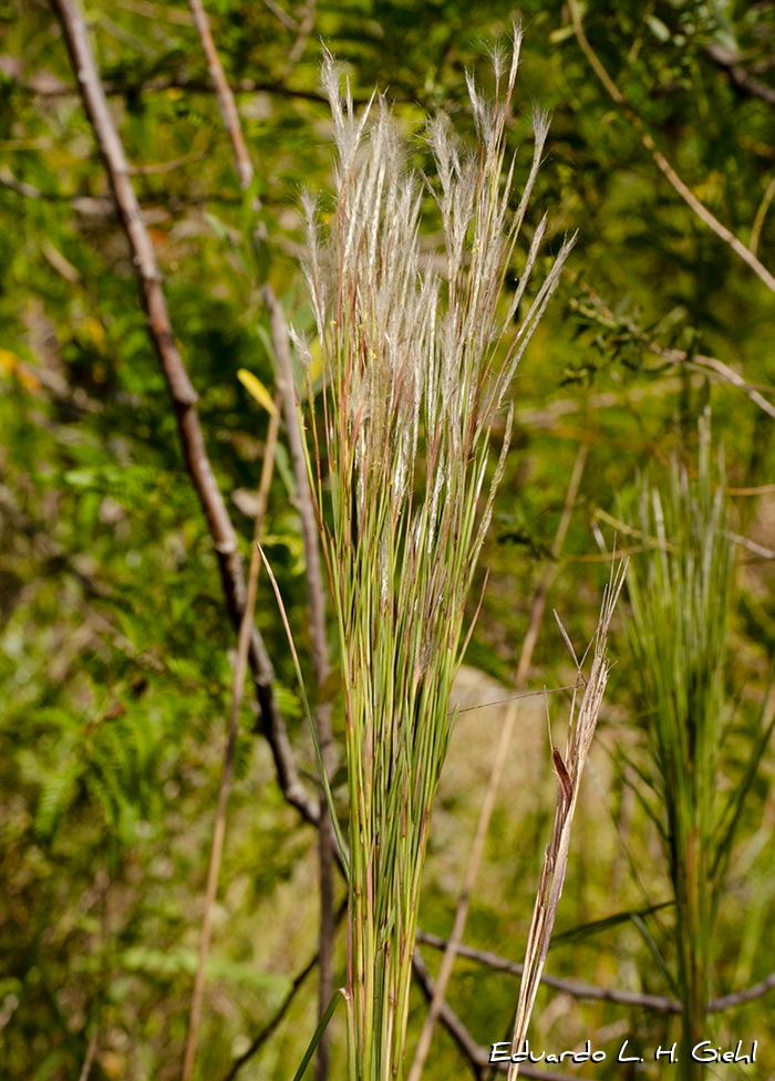 Andropogon bicornis