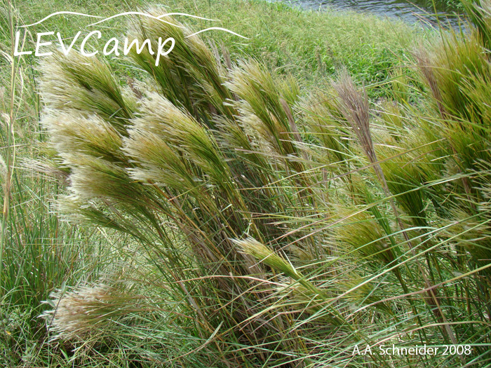 Andropogon bicornis