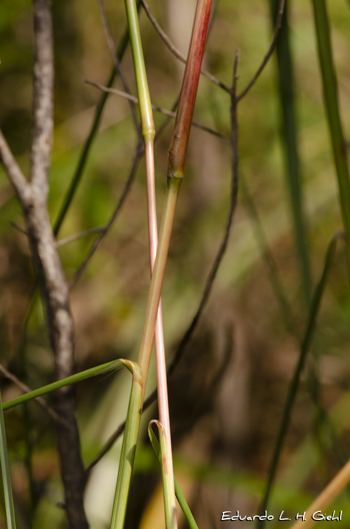 Andropogon bicornis