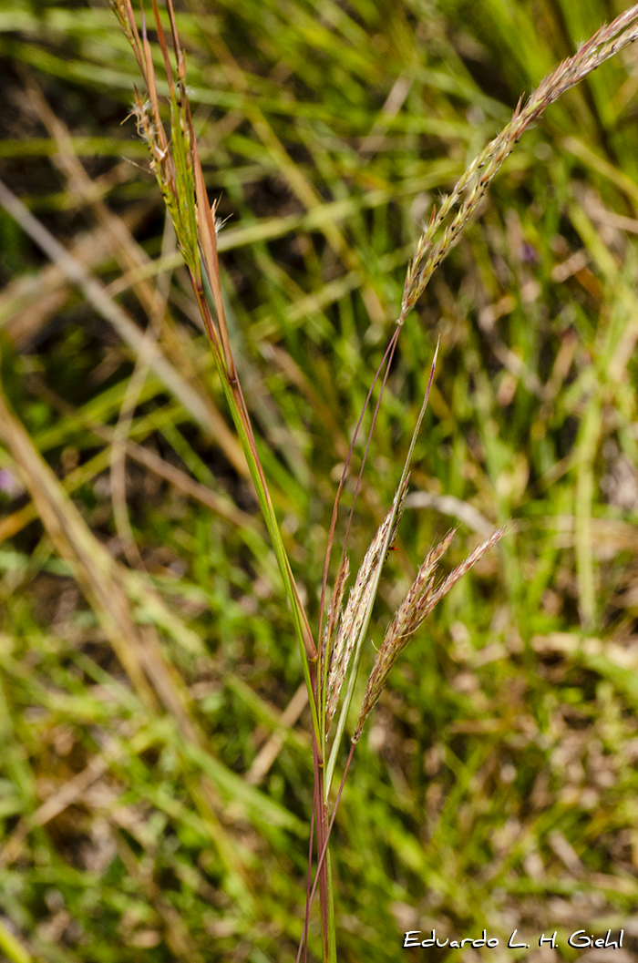 Andropogon lateralis