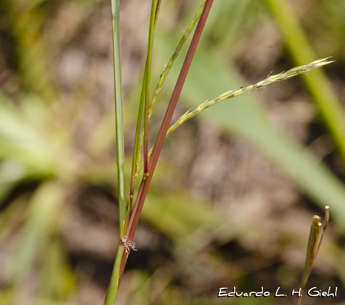 Andropogon lateralis