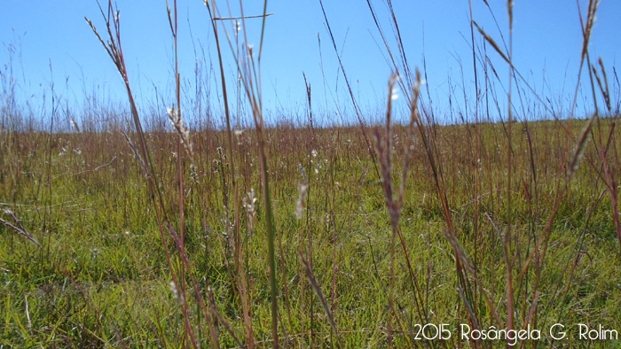 Andropogon lateralis