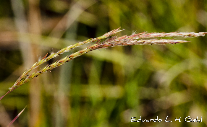 Andropogon lateralis