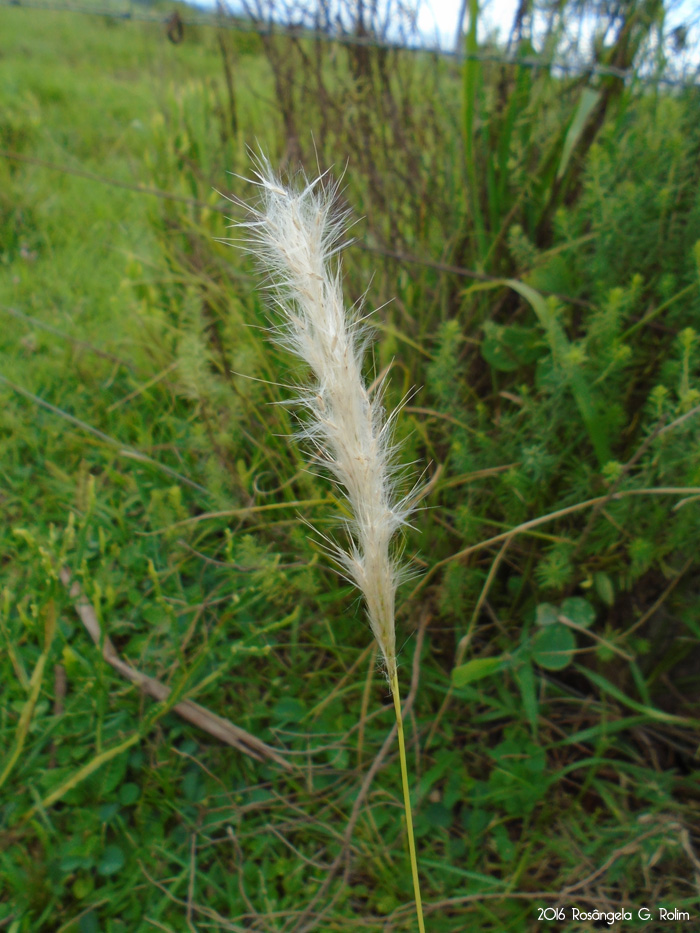 Bothriochloa laguroides