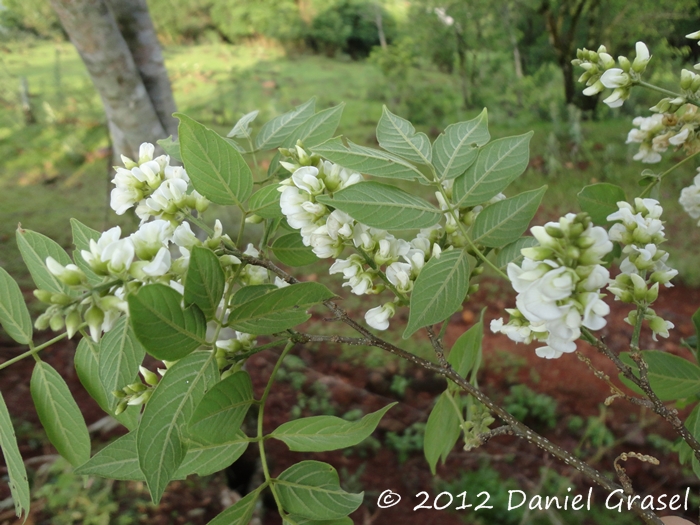 Lonchocarpus campestris