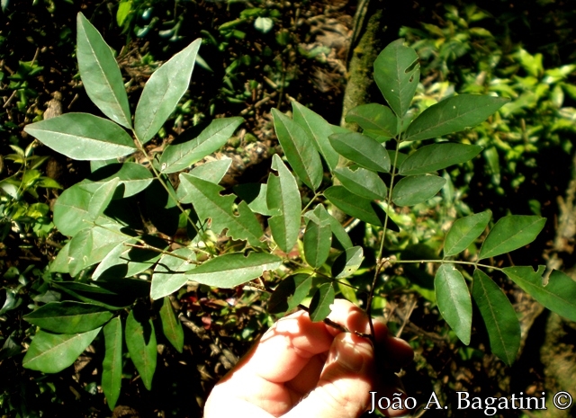 Lonchocarpus campestris