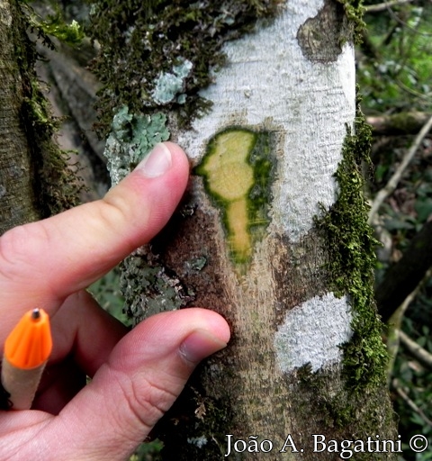 Lonchocarpus campestris