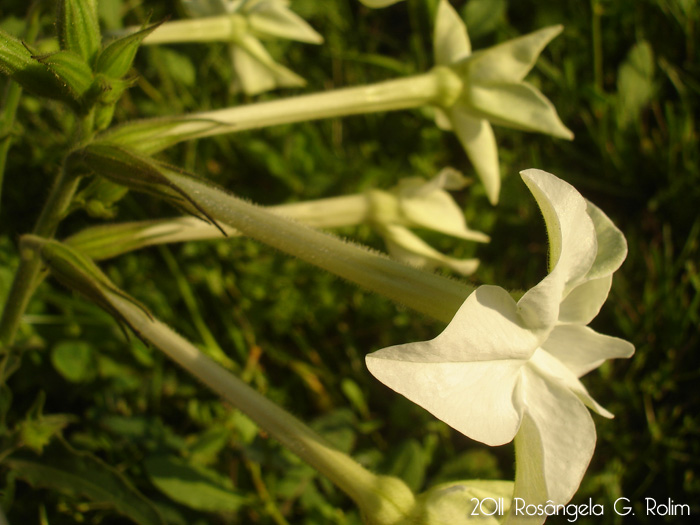 Nicotiana alata