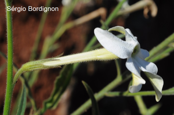 Nicotiana alata