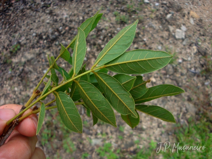 Lonchocarpus campestris