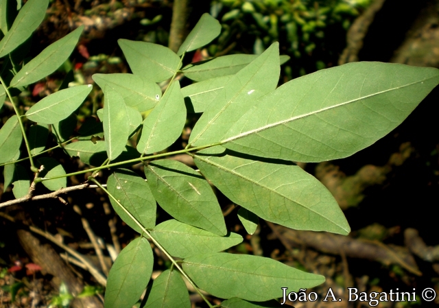 Lonchocarpus campestris