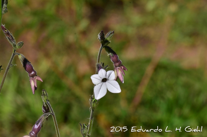 Nicotiana bonariensis