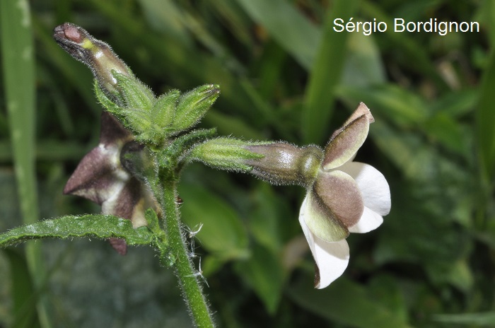 Nicotiana bonariensis