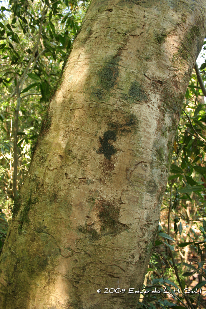 Lonchocarpus campestris