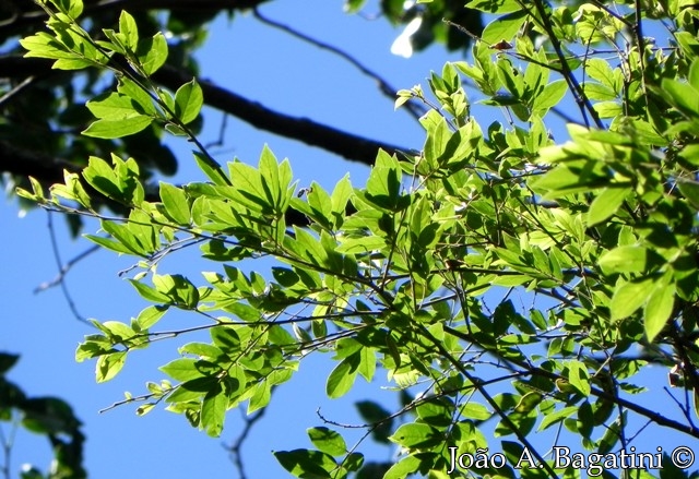 Lonchocarpus campestris