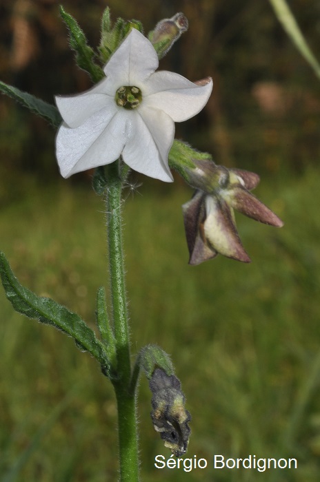 Nicotiana bonariensis