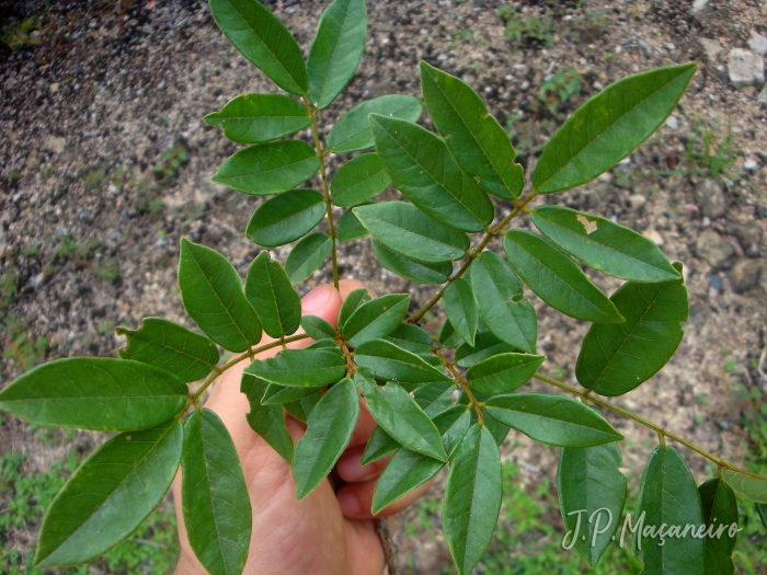 Lonchocarpus campestris