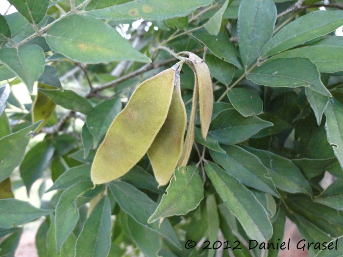 Lonchocarpus campestris