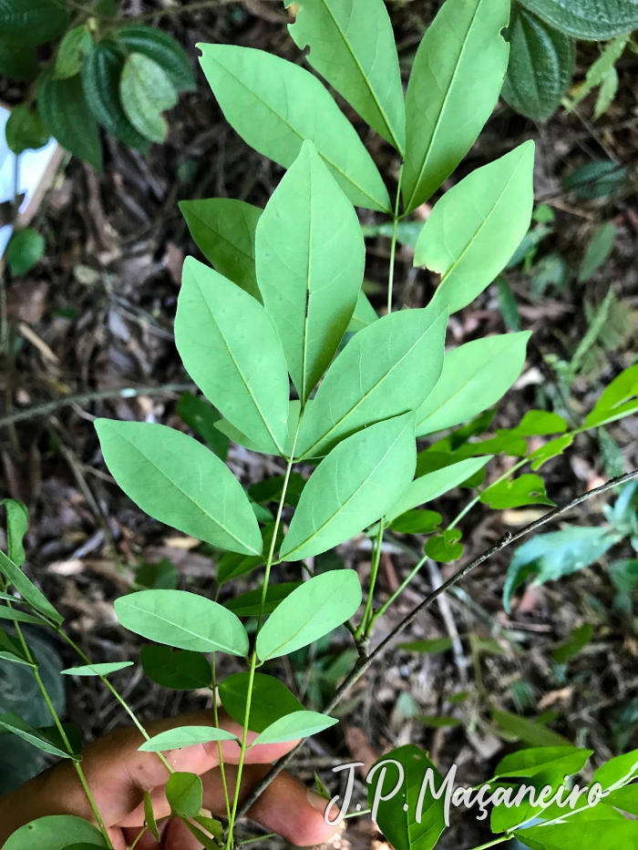 Lonchocarpus campestris