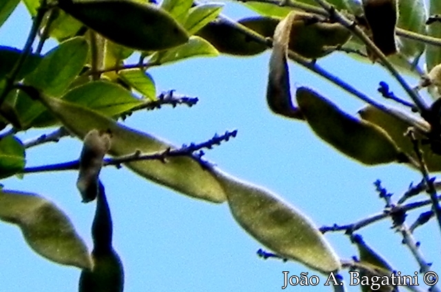 Lonchocarpus campestris