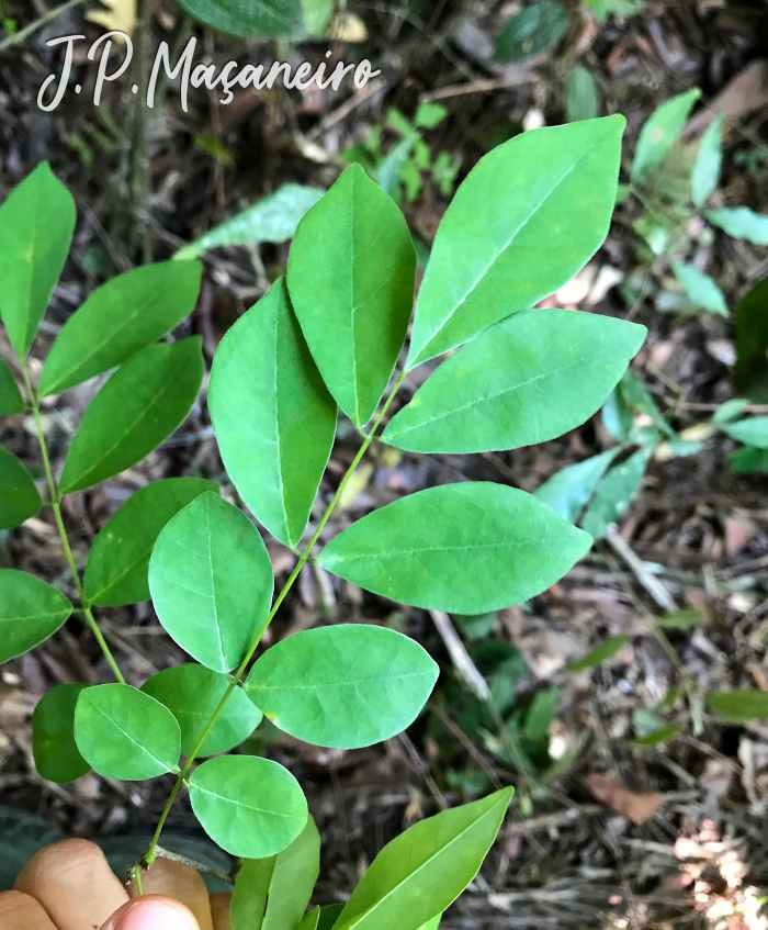 Lonchocarpus campestris