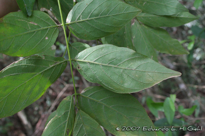 Lonchocarpus campestris