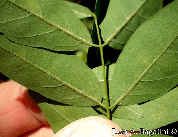 Lonchocarpus campestris