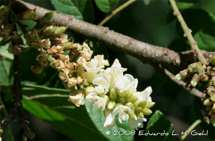 Lonchocarpus campestris