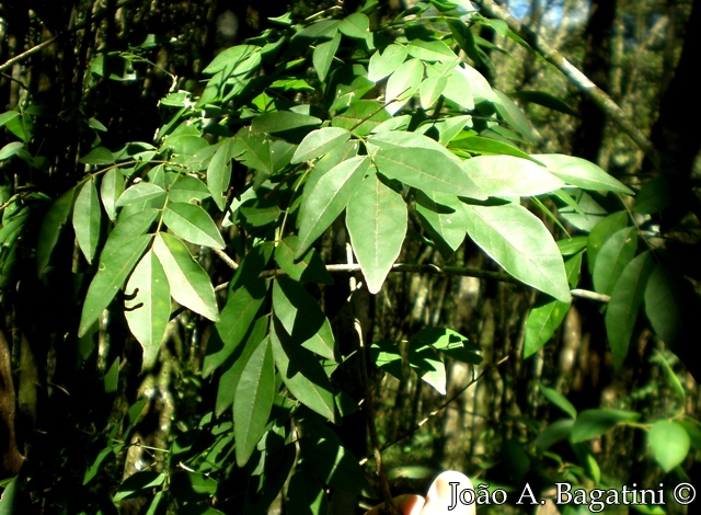 Lonchocarpus campestris